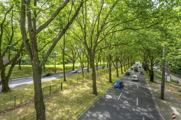 The B1, Rheinlanddamm Straße in Dortmund, an avenue of plane trees, two-way traffic in both directions, dense plane tree forest along the thoroughfare for a good 6 kilometres, part of the German Avenue Road, North Rhine-Westphalia, Germany, Europe