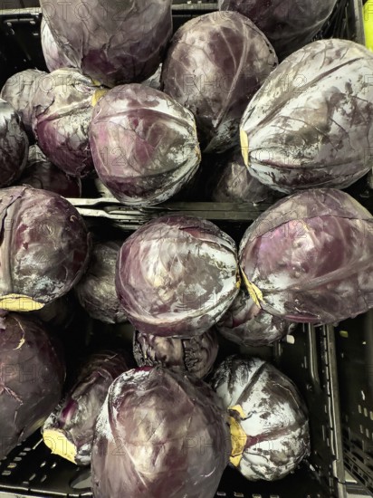 Several heads of Red cabbage (Brassica oleracea convar. Capitata var. rubra) unpackaged in loose pieces Display from retail wholesale greengrocer supermarket environmentally friendly without plastic packaging no plastic packaging, Germany, Europe