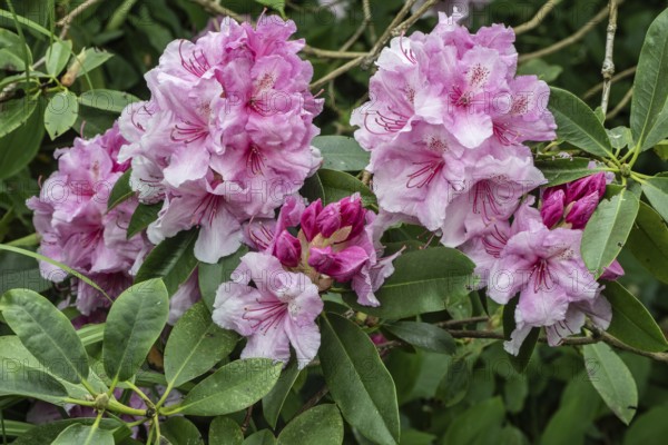 Rhododendron flower (Rhododendron Pink Pearl), Emsland, Lower Saxony, Germany, Europe