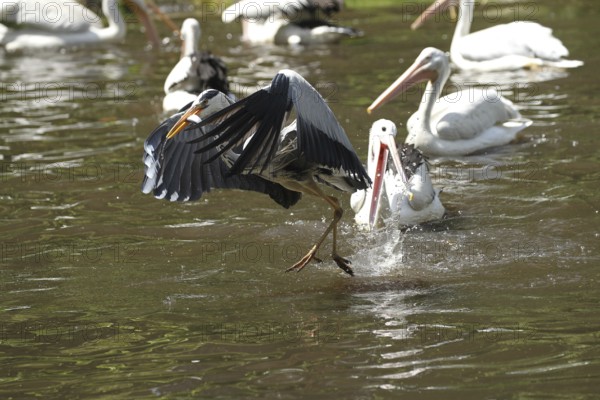 Grey heron (Ardea cinerea) snatches a fish from a australian pelican (Pelecanus conspicillatus), Vogelpark Walsrode, Lower Saxony, Germany, Europe