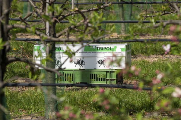 Bumblebee box, with three bumblebee colonies, for pollination of outdoor crops, here apple trees, Tripol, from Koppert Biological Systems