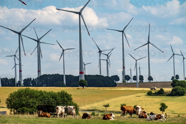 Wind farm near the East Westphalian town of Energiestadt Lichtenau, cows on a pasture, over 80 wind turbines on this hill, in total there are more than 200 wind turbines around the town, producing 9 times more electricity than the town itself consumes, the rest is fed into the grid, North Rhine-Westphalia, Germany, Europe