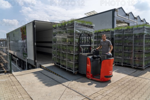 Horticultural company, lavender plants, in flower pots, outdoors, are packed for transport to the customer, North Rhine-Westphalia, Germany, Europe