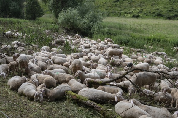 Resting, freshly shorn sheep in a nature reserve in Franconian Switzerland, Bavaria, Germany, Europe