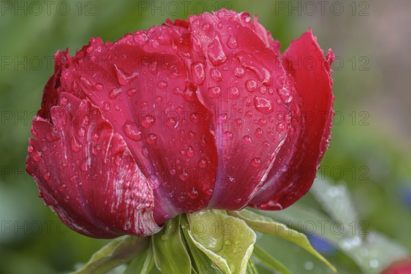 Peony blossom (Peonia) with raindrops, Bavaria, Germany, Europe