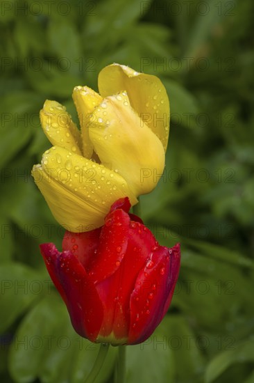 Red and yellow tulip flowers (Tulipa) with raindrops, Bavaria, Germany, Europe