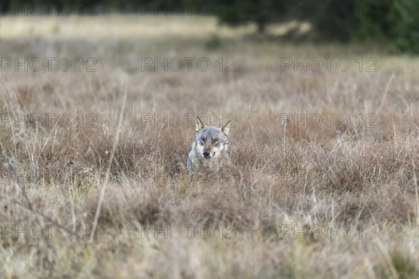 One young male eurasian gray wolf (Canis lupus lupus) running over a meadow with tall grass. A dark forest in the background