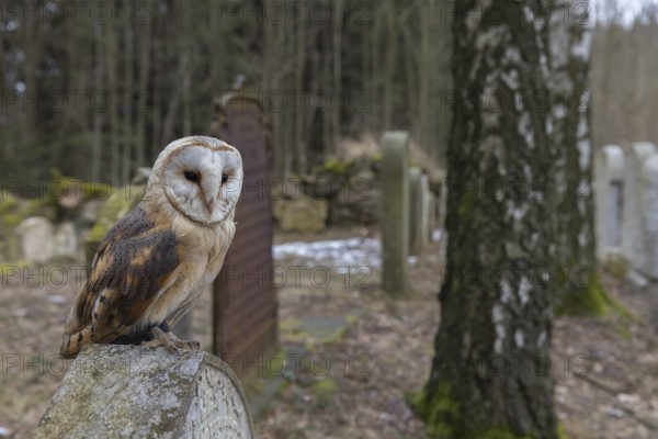 One barn owl (Tyto alba) perched on a very old gravestone in a forest. Green vegetation in the background