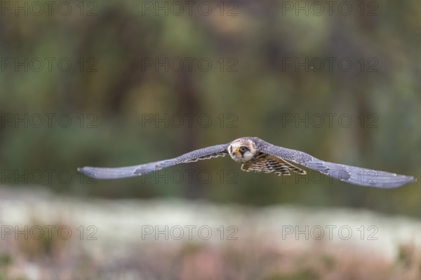 One female red-footed falcon (Falco vespertinus) flying at the edge of a forest. Green vegetation in the background