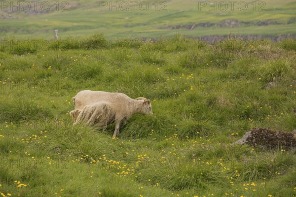 Grazing sheep in fresh green grass, Seydisfjordur, E Iceland