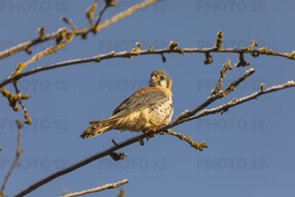 One American kestrel (Falco sparverius) sitting on a twig in early morning light with a blue sky in the background