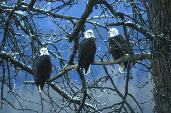 Bald eagle (Haliaeetus leucocephalus), eagle perched and hunting for salmon, in the Chilkat Valley near Haines, Alaska, USA, North America