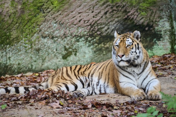 Siberian tiger (Panthera tigris altaica) lying on the ground, Germany, Europe