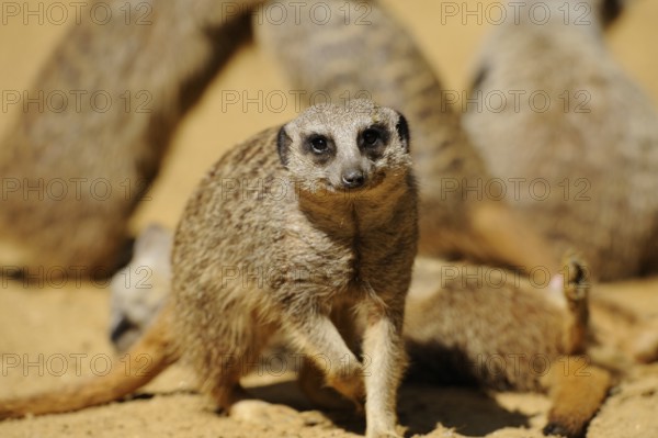 A group of meerkats on sandy ground. The foremost animal appears alert and lively, meerkat (Suricata suricatta), captive