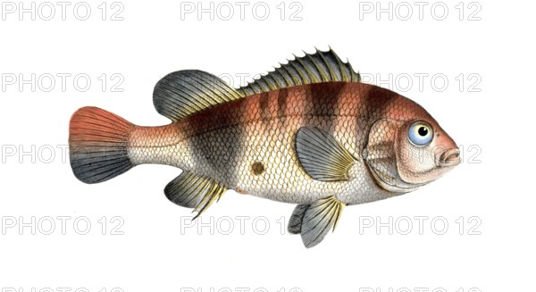 Fish, Fish, Fish genus from the snapper family Lutjanus surinamensis, Historical, digitally restored reproduction from a 19th century original, Record date not stated