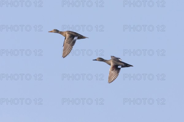 Gadwall, (Anas strepera), Mareca strepera, two ducks in flight, male and female, island of Texel, Holland