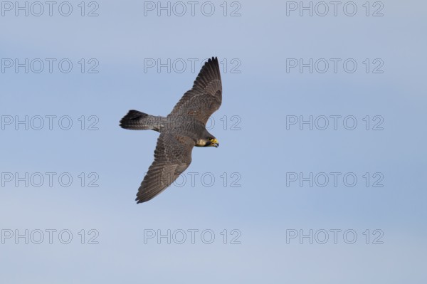 Peregrine falcon (Falco peregrinus) adult bird of prey flying, England, United Kingdom, Europe