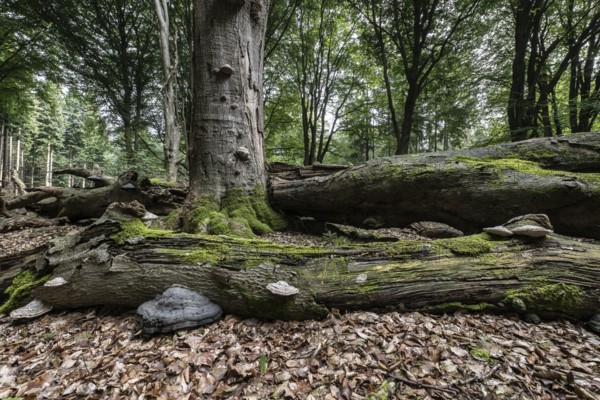 Deadwood with tinder fungus (Fomes fomentarius) in beech forest (Fagus sylvatica), Emsland, Lower Saxony, Germany, Europe