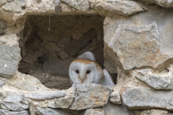 One barn owl (Tyto alba) sitting in a hole in a wall of a ruin of a monastery