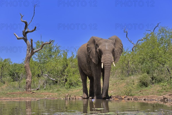 African elephant (Loxodonta africana), bull, male, at the water, drinking, Kruger National Park, Kruger National Park, South Africa, Africa