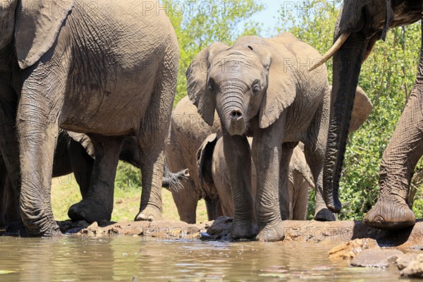 African elephant (Loxodonta africana), young animal, drinking, at the water, Kruger National Park, Kruger National Park, South Africa, Africa