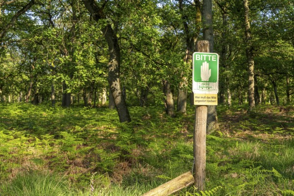 Diersfordter Wald, north of Wesel, nature park with oak and beech forests, glacial sand dunes, heathland, moorland, evidence of resting areas for wildlife, North Rhine-Westphalia, Germany, Europe