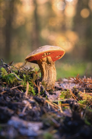 A single red-capped mushroom growing on the forest floor, surrounded by moss and illuminated by the setting sun, Calw, Black Forest, Germany, Europe