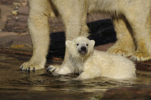 Young polar bear cub lying in the water, protected by polar bear, polar bear (Ursus maritimus), captive