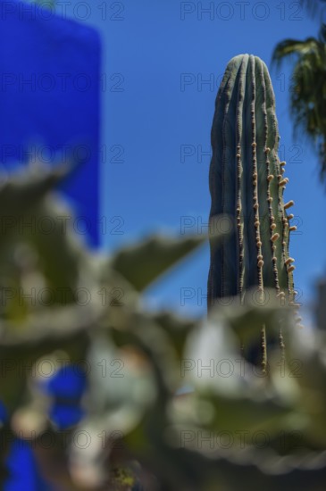 Majorelle Garden, botany, cactus, cacti, flora, plant, botany, tropical, climate, architecture, indigo, blue, tree, park, decoration, attraction, travel, holiday, Marrakech, Morocco, Africa