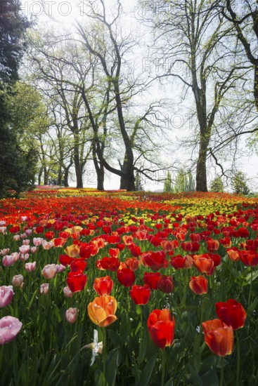 Park and flower meadow with colourful tulips, Mainau Island, Lake Constance, Baden-Württemberg, Germany, Europe