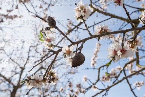 Flowering almond trees (Prunus dulcis), near Alaró, Serra de Tramuntana, Majorca, Balearic Islands, Spain, Europe