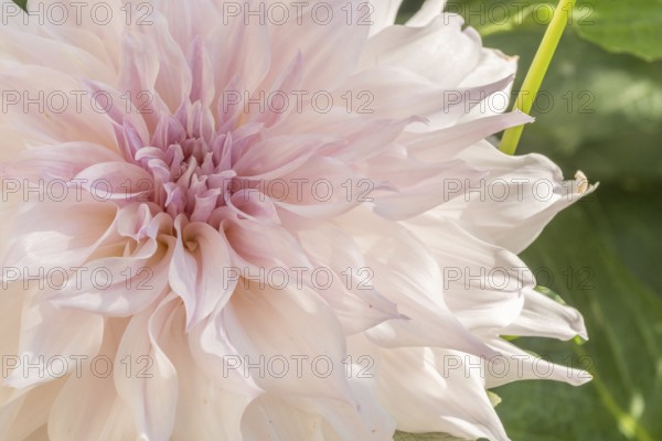 Cafe au Lait dahlias flower blossoms in a public garden. Close-up dahlias, daylight. Selestat, Bas Rhin, Alsace, France, Europe