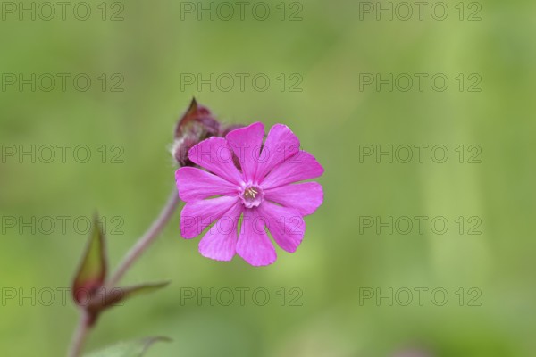 Red campion (Silene dioica), close-up of a flower in a meadow, Wilnsdorf, North Rhine-Westphalia, Germany, Europe