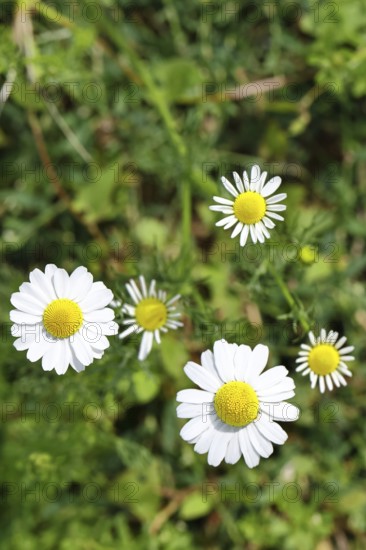 Matricaria chamomilla (Matricaria chamomilla), flowers, medicinal plant, Wilnsdorf North Rhine-Westphalia, Germany, Europe