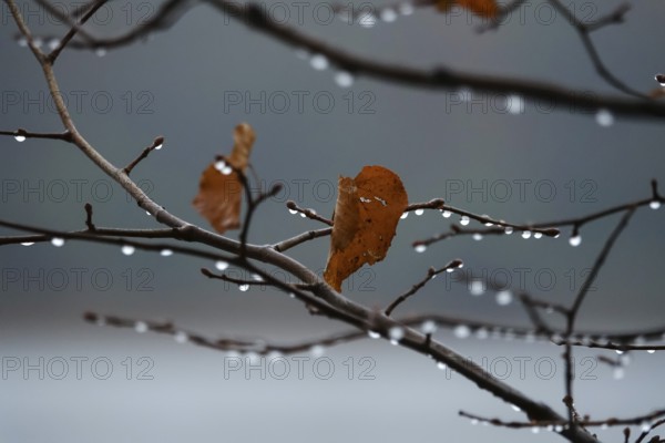 After a rain, drops on branches, autumn, Germany, Europe