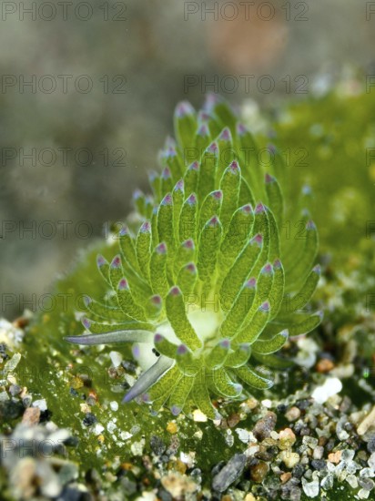 Single green snail, sea snail, leaf sheep snail (Costasiella kuroshimae), called Shaun the sheep. Sea snail with kleptoplastids. The chloroplasts taken up by the green alga Avrainvillea lacerata and stored in its own body are clearly visible. Body length approx. 3 mm. Dive site Puri Jati, Umeanyar, Bali, Indonesia, Asia