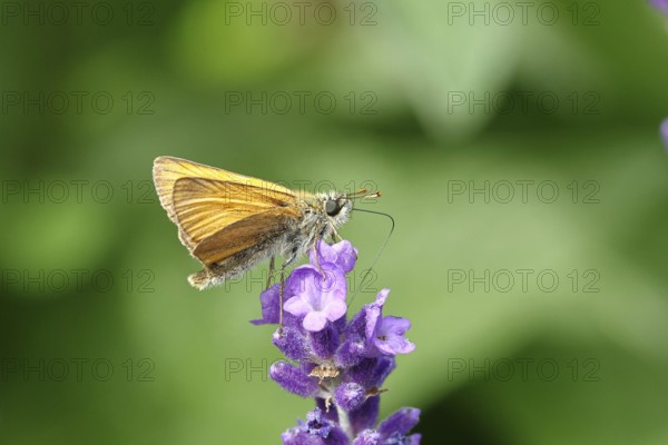 Large skipper (Ochlodes venatus), collecting nectar from a flower of Common lavender (Lavandula angustifolia), close-up, macro photograph, Wilnsdorf, North Rhine-Westphalia, Germany, Europe