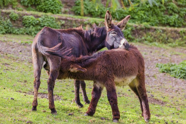 A female domestic donkey, Equus (africanus) asinus nurses her young on a green paddock