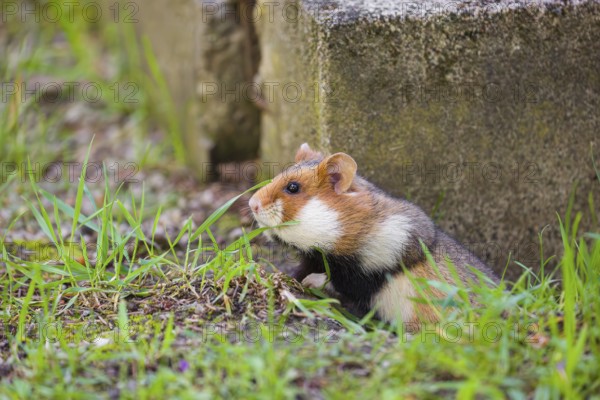 A European hamster (Cricetus cricetus), Eurasian hamster, black-bellied hamster or common hamster, leaves his den next to an old grave