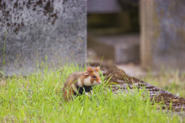 A European hamster (Cricetus cricetus), Eurasian hamster, black-bellied hamster or common hamster, forages for food on fresh green grass, close to a grave