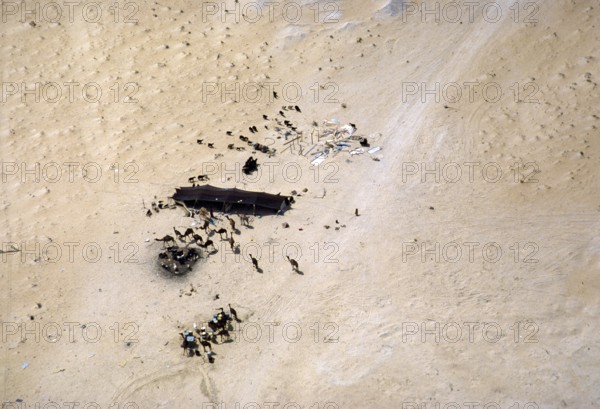 Nomadic cattle breeding with a shade tent for camels, sheep and goats in the desert, Saudi Arabia 1979