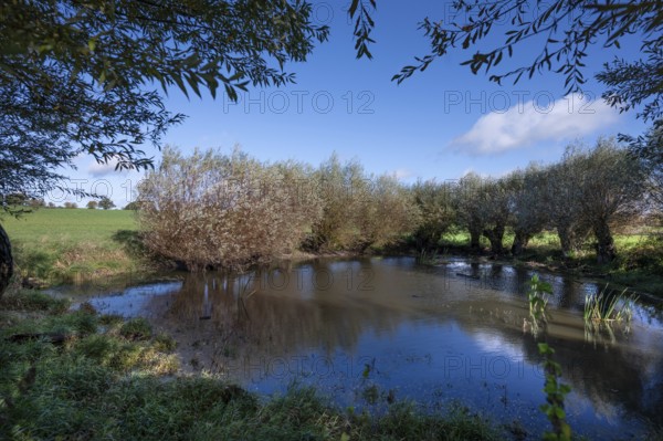 Wicker (Salix viminalis) and silver willow (Salix albaum) a target, water bodies formed from dead ice, Mecklenburg-Western Pomerania, Germany, Europe