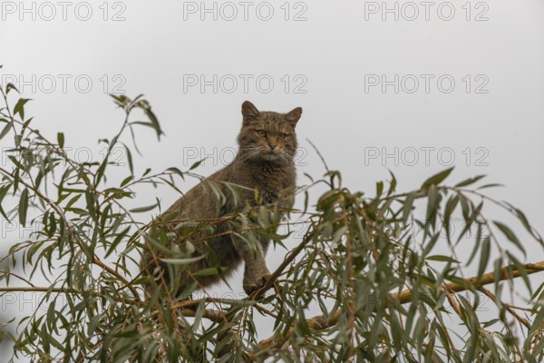 One European wildcat, Felis silvestris silvestris, sitting in a green weeping willow tree. Green leaves all around. Mountains and grey sky in the background