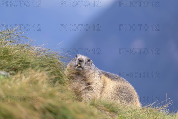 One adult Alpine Marmot, Marmota marmota resting on a grassy rim. A mountain in the distant background