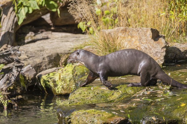 One giant otter or giant river otter (Pteronura brasiliensis) walking over mossy rocks in a creek