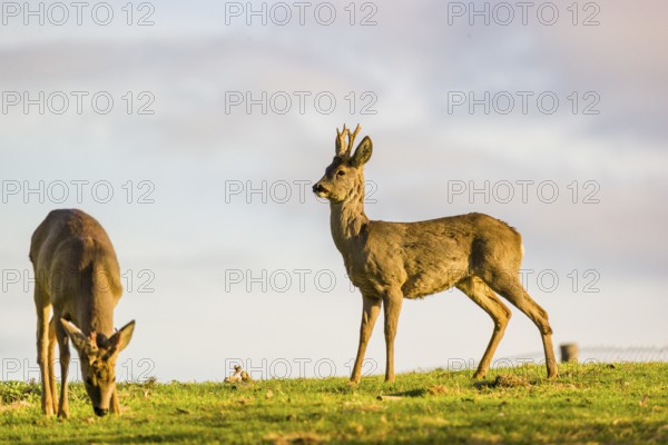 Two roebucks (Capreolus capreolus) stand on a meadow. One of them is grazing