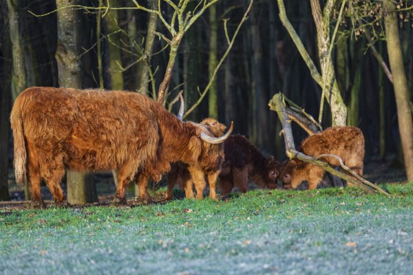 One Highland cow (Bos (primigenius) taurus) and three calves stand at a forest edge. The cow licks clean one of the calves