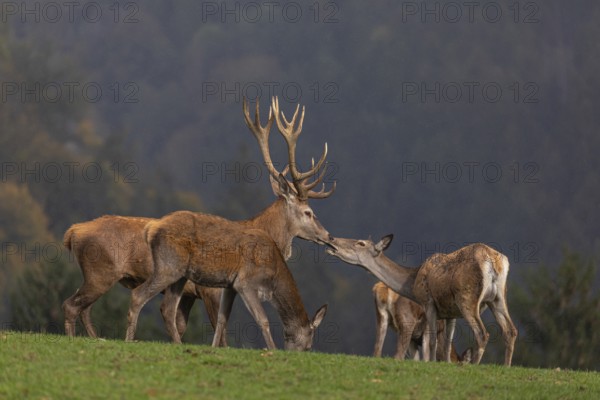 The kiss. One Red Deer stag (Cervus elaphus) and a doe kissing each other. A forest in fall foliage in the background