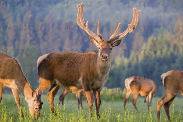 An Altai maral stag, Altai wapiti or Altai elk (Cervus canadensis sibiricus) and some grazing hinds stand in a green meadow in the very first light of the day