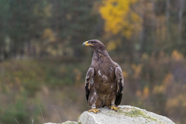 One steppe eagle, Aquila nipalensis, sits on a rock in front of an autumnal coloured forest